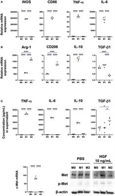 HGF-MET Signaling Shifts M1 Macrophages Toward an M2-Like Phenotype Through PI3K-Mediated Induction of Arginase-1 Expression